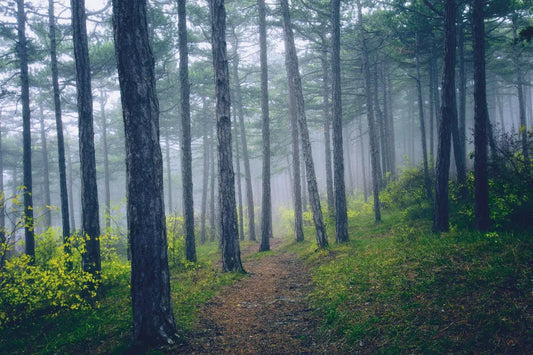 Path in the forest