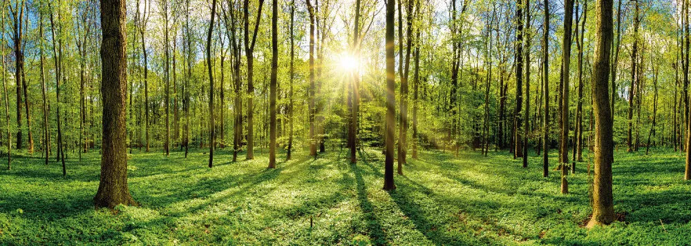 Sun in the forest
