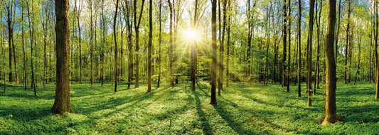 Sun in the forest