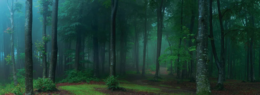 Dense forest