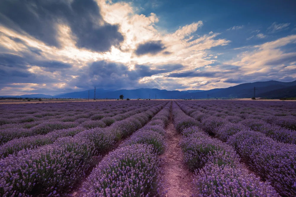 Lavender field