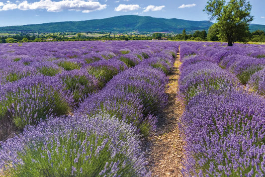 Lavender field