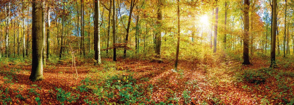 Autumn forest