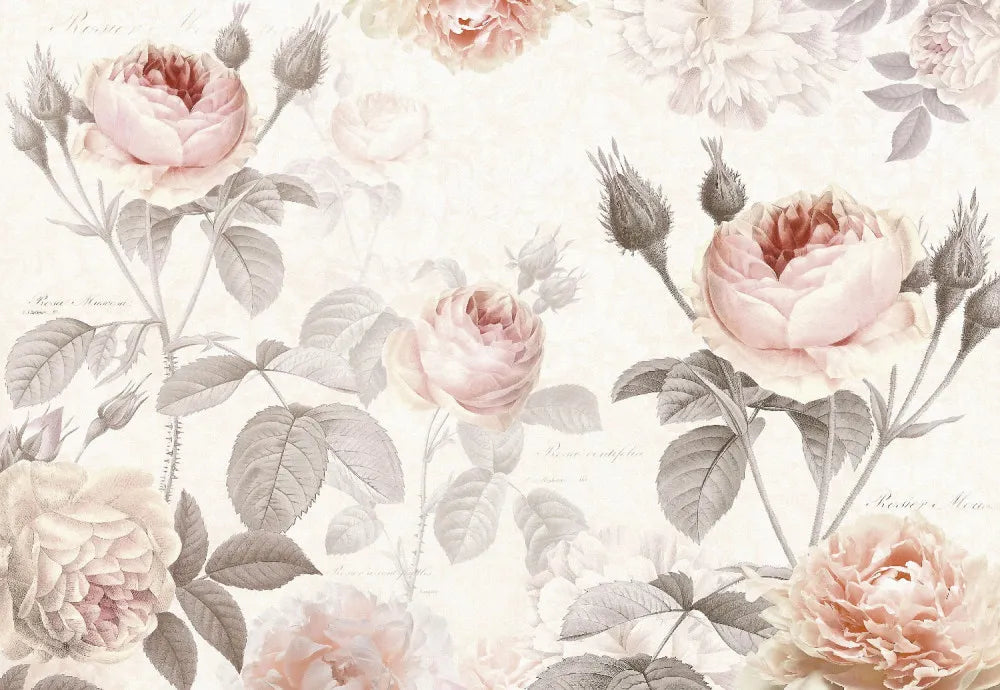 Roses, drawing