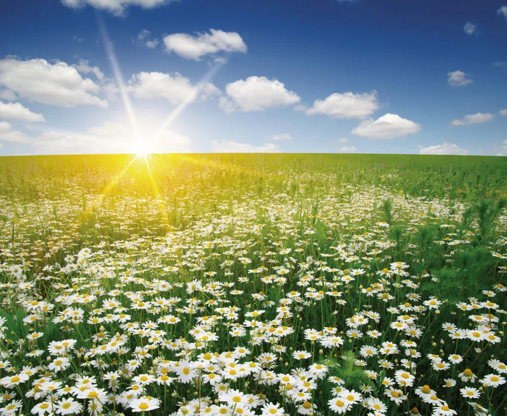 Chamomile field