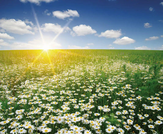 Chamomile field