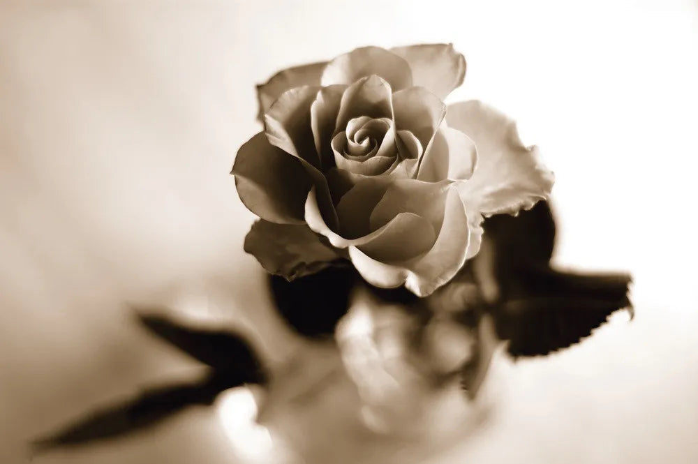 Rose on the mirror