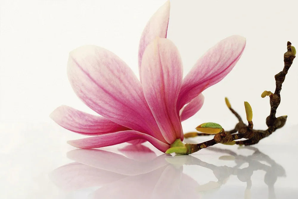 Magnolia