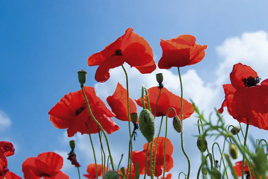 Poppies