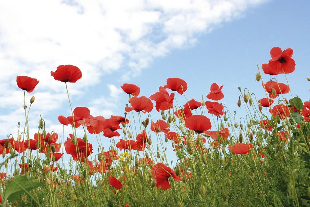 Field of poppies