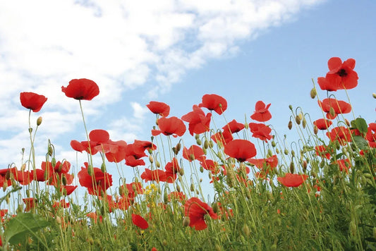 Field of poppies