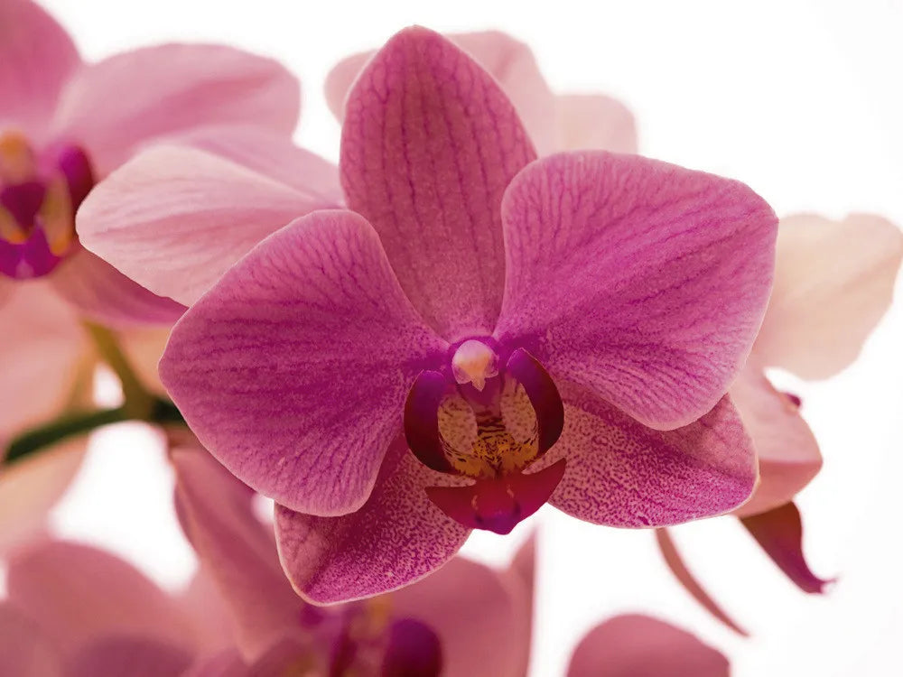 Blooming orchid