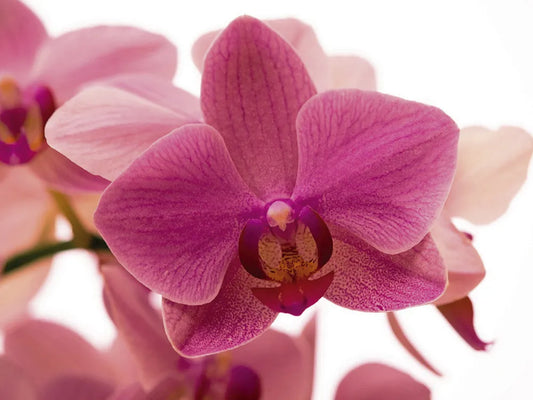 Blooming orchid