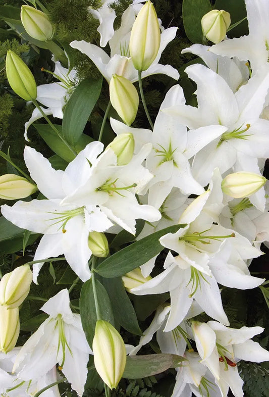 Big Madonna Lilies