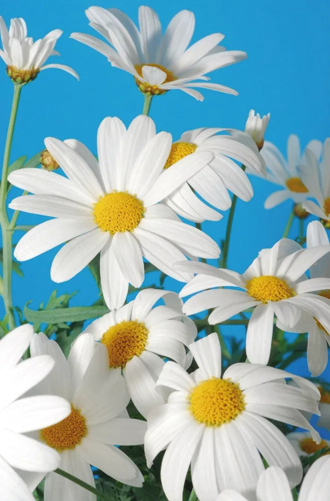 Camomiles against sky blue background