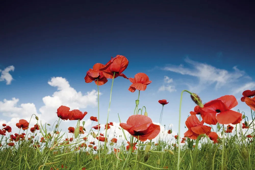 Green field with poppies