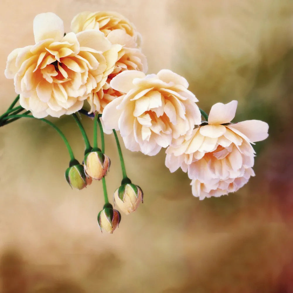 Blooming roses