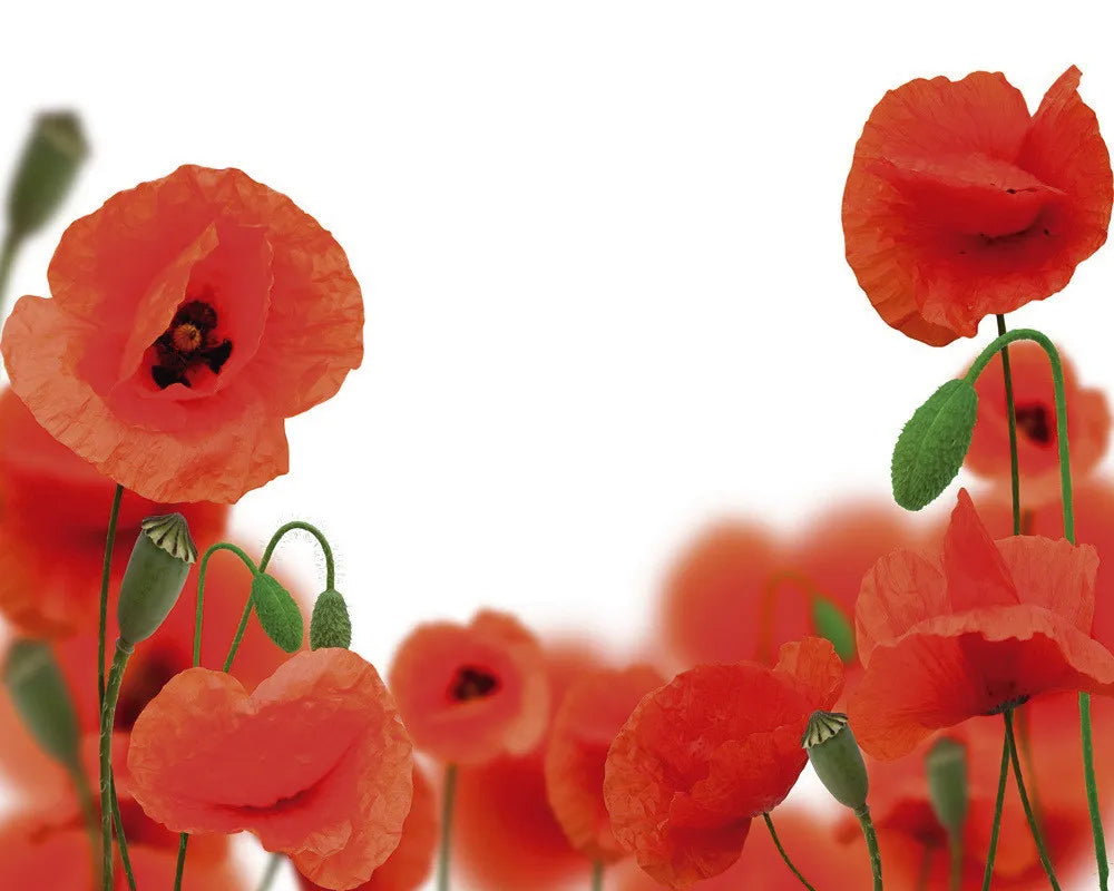 Poppies against white background