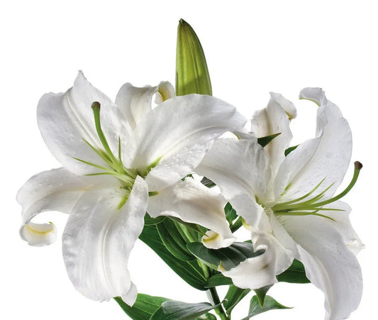 Madonna Lilies against white background