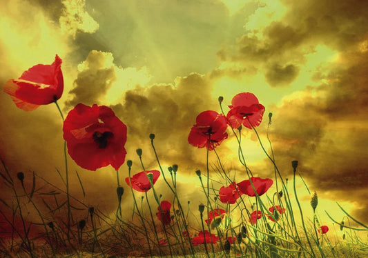 Poppies and clouds