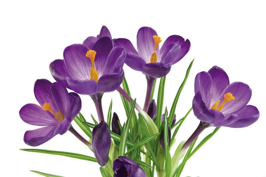 Lilac bunch of flowers
