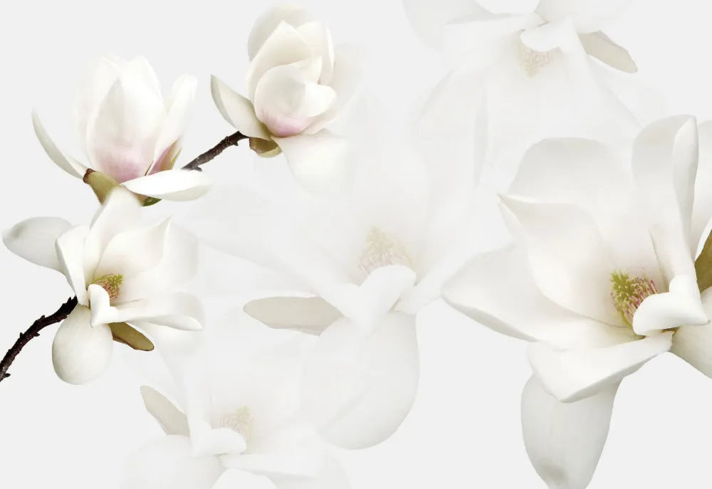 White Magnolia
