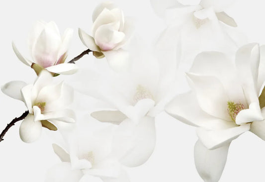 White Magnolia