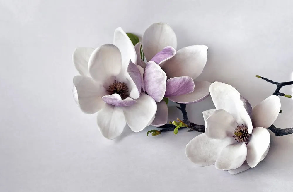 Blooming Magnolia