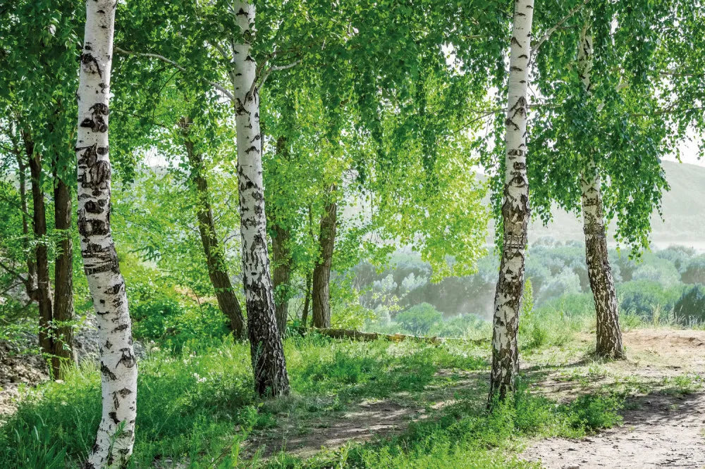 Sunny birch forest