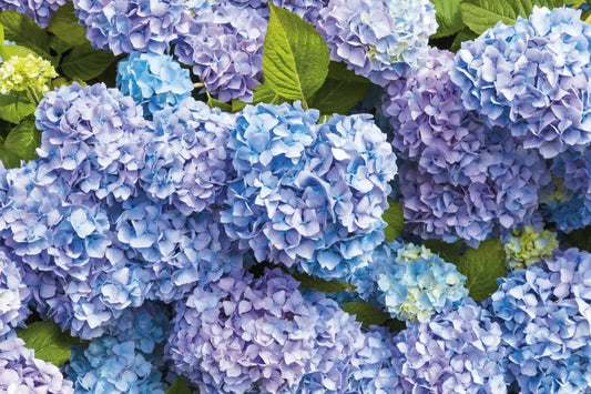 Luxury hydrangea