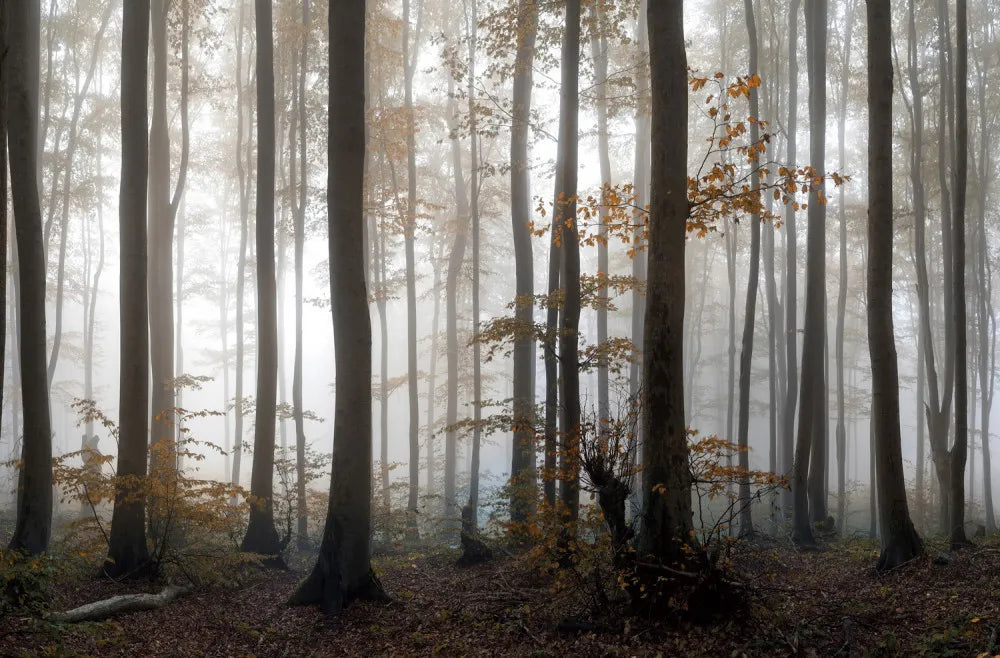 Foggy forest in the early morning
