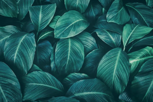 Leaves tropical pattern