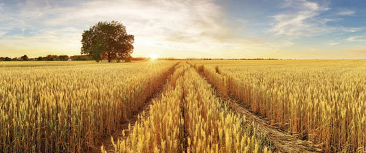 Sunny wheat field