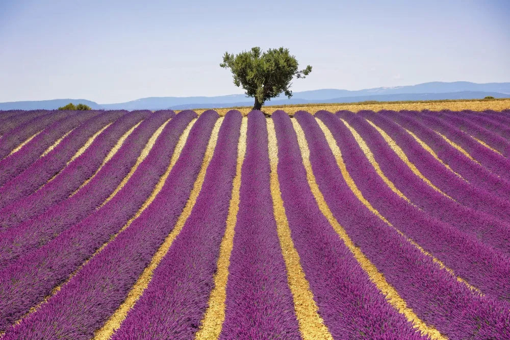 Lavender field