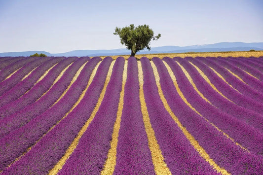 Lavender field