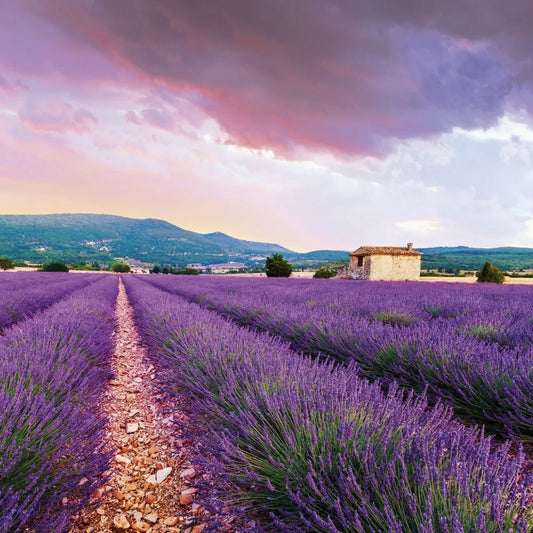 Lavender field