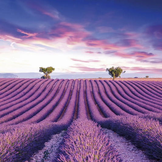 Lavender field