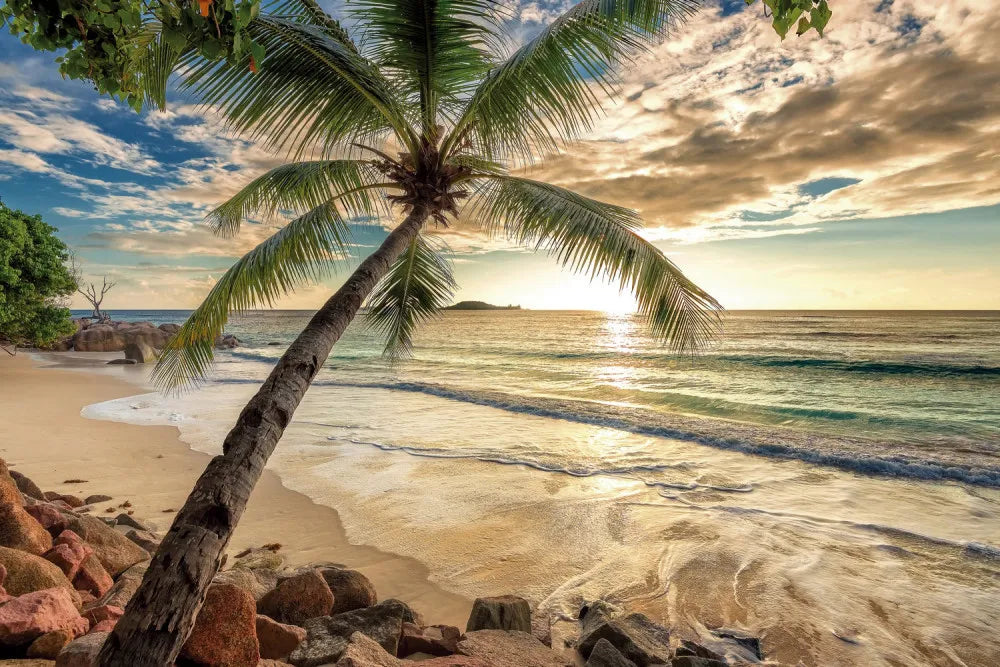 Palm tree on the coast