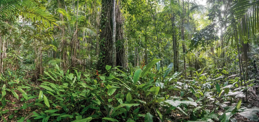 Tropical jungle