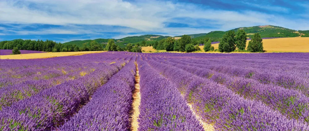 Lavender field