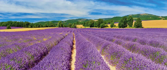 Lavender field
