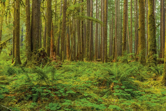 Dense forest