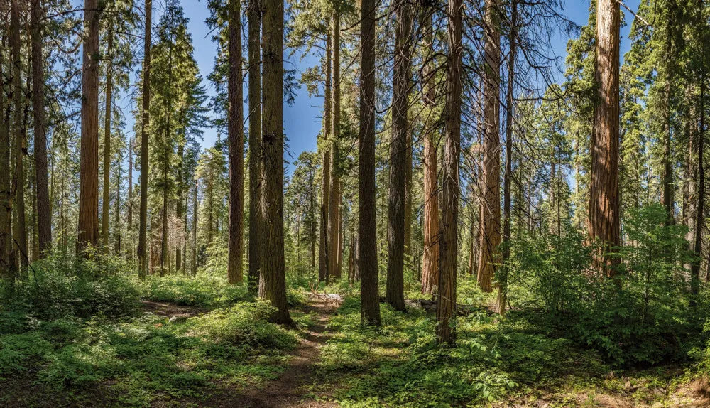 Path in the forest