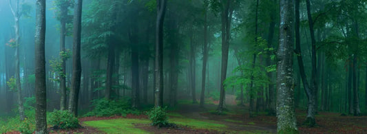 The dense forest