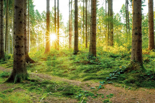 Sun in the forest