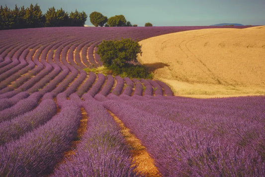 Lavender field