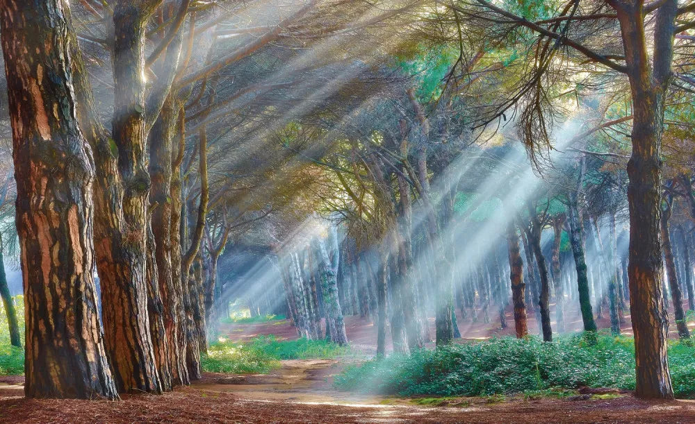 The trees in the Park