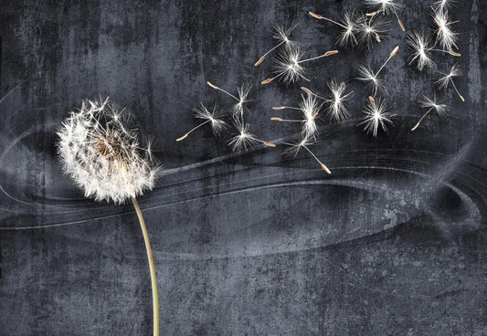 Dandelion on dark background