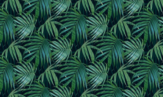 Large monstera leaves