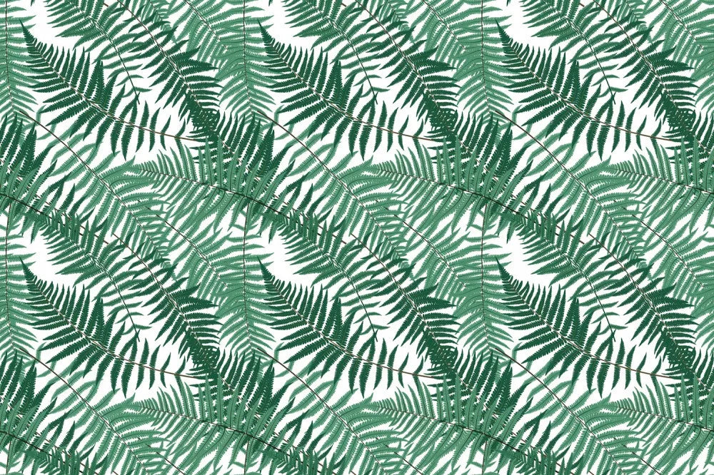 Fern on white background